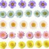 YUNZHI 50pcs Natural Dried Daisy Flower 5 Colors