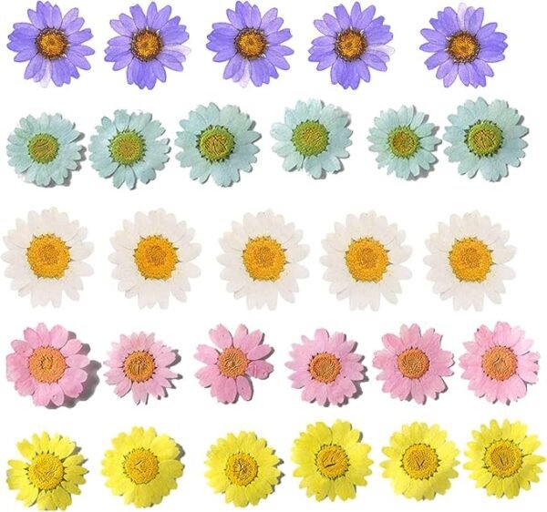 YUNZHI 50pcs Natural Dried Daisy Flower 5 Colors