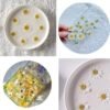 YUNZHI 50pcs Natural Dried Daisy Flower 5 Colors