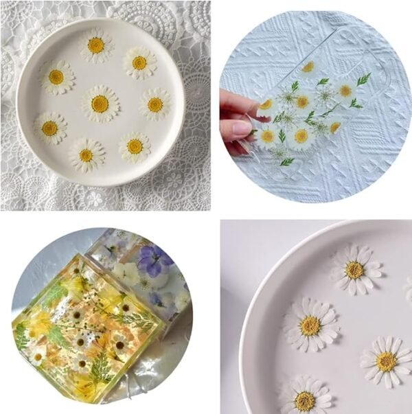 YUNZHI 50pcs Natural Dried Daisy Flower 5 Colors
