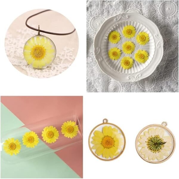 YUNZHI 50pcs Natural Dried Daisy Flower 5 Colors